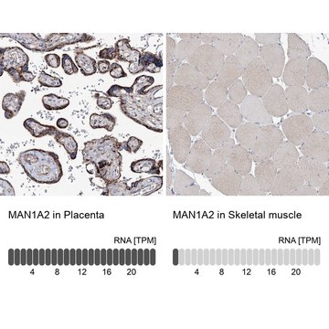 Anti-MAN1A2 antibody produced in rabbit Prestige Antibodies&#174; Powered by Atlas Antibodies, affinity isolated antibody, buffered aqueous glycerol solution