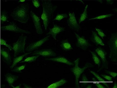 Monoclonal Anti-COMMD1 antibody produced in mouse clone 2B12, purified immunoglobulin, buffered aqueous solution