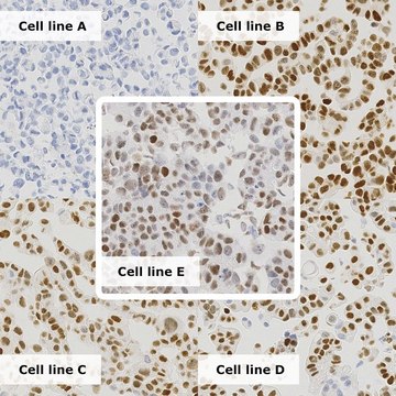 Breast Analyte ControlDR Cell line controls for immunohistochemistry and in situ hybridization