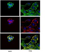 Anti-HU-B27 Antibody, FITC conjugated Chemicon®, from mouse