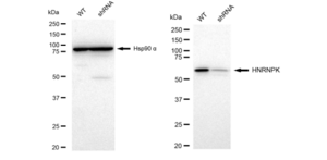 KD-Validated Anti HNRNPK Antibody, clone 23GB4825, Rabbit Monoclonal clone 23GB4825, recombinant rabbit monoclonal, expressed in HEK293 cells