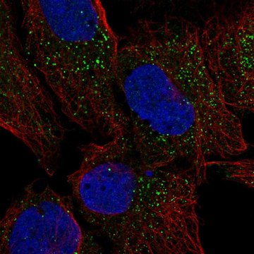 Anti-Crispld2 Antibody Produced In Rabbit Prestige Antibodies&#174; Powered by Atlas Antibodies, affinity isolated antibody, buffered aqueous glycerol solution