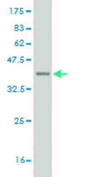 ANTI-DLX1 antibody produced in mouse clone 1D11, purified immunoglobulin, buffered aqueous solution