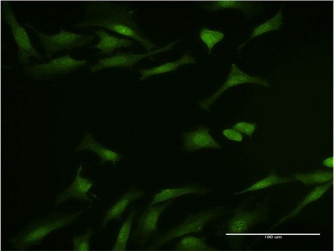 Monoclonal Anti-DYNLL1, (N-terminal) antibody produced in mouse clone 1H7, purified immunoglobulin, buffered aqueous solution