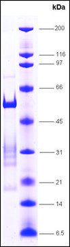 LXR, &#945; human recombinant, expressed in E. coli, &#8805;70% (SDS-PAGE)