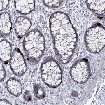 Anti-RBM15B antibody produced in rabbit Prestige Antibodies&#174; Powered by Atlas Antibodies, affinity isolated antibody, buffered aqueous glycerol solution