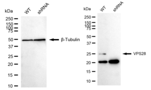 KD-Validated Anti VPS28 Subunit Of ESCRT-I Antibody, clone 24GB1755, Rabbit Monoclonal clone 24GB1755, recombinant rabbit monoclonal, expressed in HEK293 cells
