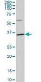 Monoclonal Anti-PLSCR3 antibody produced in mouse clone 4B5, purified immunoglobulin, buffered aqueous solution