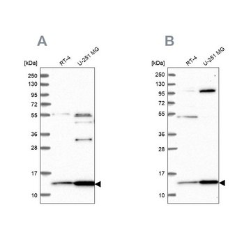 Anti-TRMT112 antibody produced in rabbit Prestige Antibodies&#174; Powered by Atlas Antibodies, affinity isolated antibody, buffered aqueous glycerol solution