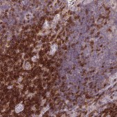 Anti-CD3G antibody produced in rabbit Prestige Antibodies® Powered by Atlas Antibodies, affinity isolated antibody, buffered aqueous glycerol solution