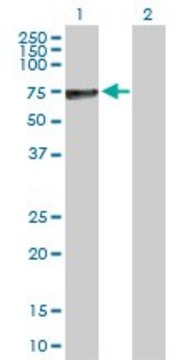 Anti-ALPP antibody produced in rabbit purified immunoglobulin, buffered aqueous solution