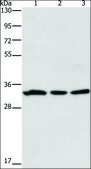 Anti-GPA33 antibody produced in rabbit affinity isolated antibody