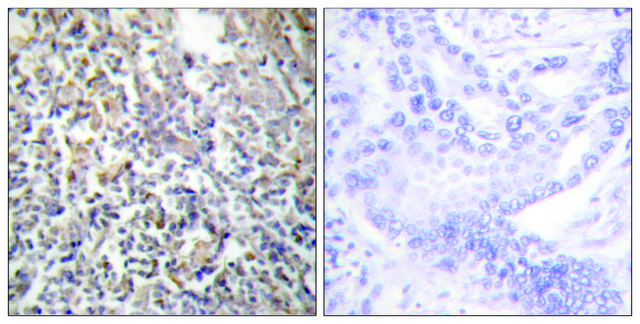 抗-纤连蛋白1 兔抗 affinity isolated antibody