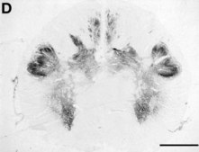 抗甘氨酸受体抗体 Chemicon®, from rabbit