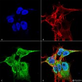 Monoclonal Anti-Protocadherin Gamma (Pan) - Apc antibody produced in mouse clone S159-5, purified immunoglobulin