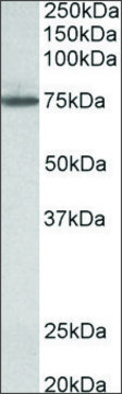 Anti-TGM4 antibody produced in goat affinity isolated antibody, buffered aqueous solution