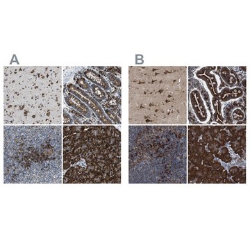 Anti-UGGT1 antibody produced in rabbit Prestige Antibodies® Powered by Atlas Antibodies, affinity isolated antibody, buffered aqueous glycerol solution