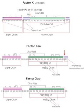 因子X活化（Xa） 来源于牛血浆 aqueous glycerol solution