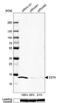 Anti-CSTA antibody produced in rabbit Prestige Antibodies&#174; Powered by Atlas Antibodies, affinity isolated antibody, buffered aqueous glycerol solution