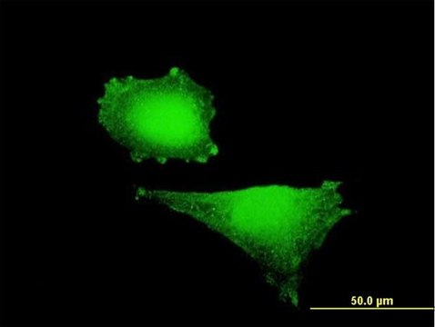 Anti-HIF1A antibody produced in mouse purified immunoglobulin, buffered aqueous solution