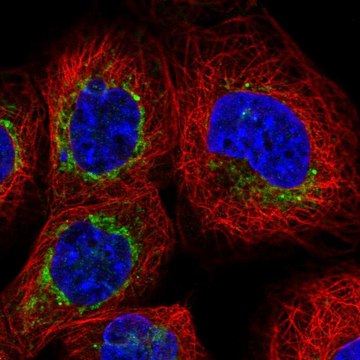 Anti-BCL2L13 antibody produced in rabbit Prestige Antibodies&#174; Powered by Atlas Antibodies, affinity isolated antibody