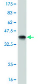 ANTI-EPHB3 antibody produced in mouse clone 2G9, purified immunoglobulin, buffered aqueous solution
