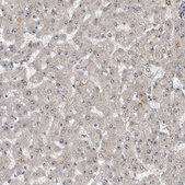 Anti-XPO5 antibody produced in rabbit Prestige Antibodies® Powered by Atlas Antibodies, affinity isolated antibody, buffered aqueous glycerol solution