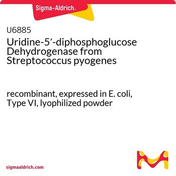 Uridine-5&#8242;-diphosphoglucose Dehydrogenase from Streptococcus pyogenes recombinant, expressed in E. coli, Type VI, lyophilized powder