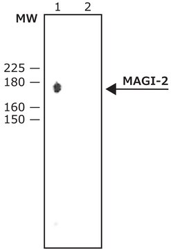 抗-MAGI-2 兔抗 IgG fraction of antiserum, buffered aqueous solution