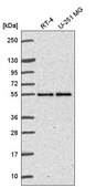 Anti-FAF2 antibody produced in rabbit Prestige Antibodies® Powered by Atlas Antibodies, affinity isolated antibody