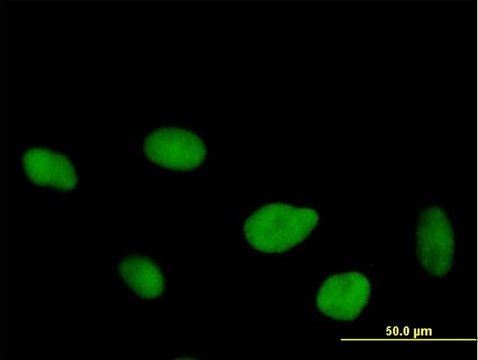 Anti-FLJ10826 antibody produced in mouse purified immunoglobulin, buffered aqueous solution