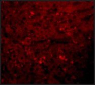 Anti-JMJD1A antibody produced in rabbit affinity isolated antibody, buffered aqueous solution