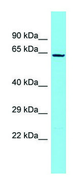 Anti-NDNF (C-terminal) antibody produced in rabbit affinity isolated antibody