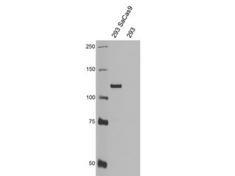 Anti-Cas9 Antibody, C-terminal Antibody, clone 5F1 Antibody, S. aureus clone 5F1, from mouse