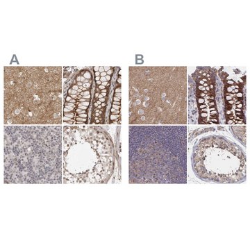 Anti-SORBS1 antibody produced in rabbit Prestige Antibodies&#174; Powered by Atlas Antibodies, affinity isolated antibody, buffered aqueous glycerol solution