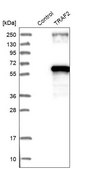 Anti-TRAF2 antibody produced in rabbit Ab1, Prestige Antibodies® Powered by Atlas Antibodies, affinity isolated antibody, buffered aqueous glycerol solution
