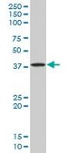 Monoclonal Anti-STYK1 antibody produced in mouse clone 3D2, purified immunoglobulin, buffered aqueous solution