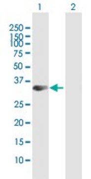 Anti-STX19 antibody produced in mouse purified immunoglobulin, buffered aqueous solution