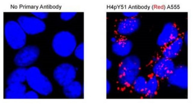 Anti-phospho Histone H4 (Tyr51) from rabbit