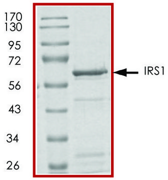 IRS1 (1-355), GST tagged human recombinant, expressed in E. coli, &#8805;70% (SDS-PAGE), buffered aqueous glycerol solution