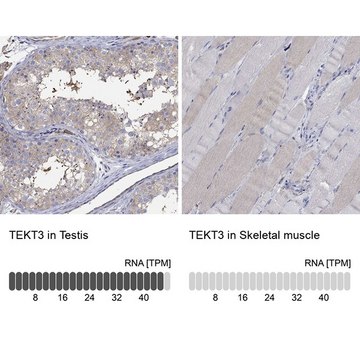 Anti-TEKT3 antibody produced in rabbit Prestige Antibodies&#174; Powered by Atlas Antibodies, affinity isolated antibody, buffered aqueous glycerol solution