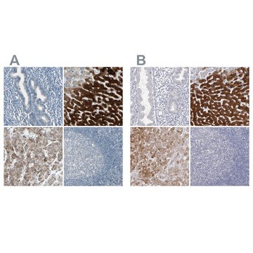 Anti-CYP2E1 antibody produced in rabbit Prestige Antibodies&#174; Powered by Atlas Antibodies, affinity isolated antibody, buffered aqueous glycerol solution