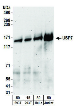 Goat anti-USP7 Antibody, Affinity Purified Powered by Bethyl Laboratories, Inc.