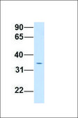 Anti-AZGP1, (N-terminal) antibody produced in rabbit affinity isolated antibody