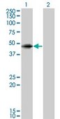 Monoclonal Anti-ANGPTL5 antibody produced in mouse clone 1B2, ascites fluid