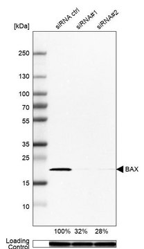 抗 BAX 兔抗 Prestige Antibodies&#174; Powered by Atlas Antibodies, affinity isolated antibody, buffered aqueous glycerol solution