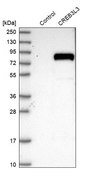 Anti-CREB3L3 antibody produced in rabbit Prestige Antibodies® Powered by Atlas Antibodies, affinity isolated antibody, buffered aqueous glycerol solution