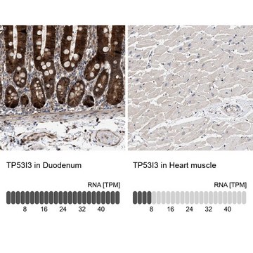 Anti-TP53I3 antibody produced in rabbit Prestige Antibodies&#174; Powered by Atlas Antibodies, affinity isolated antibody, buffered aqueous glycerol solution