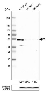 Monoclonal Anti-F3 antibody produced in mouse Prestige Antibodies® Powered by Atlas Antibodies, clone CL3805, purified immunoglobulin, buffered aqueous glycerol solution