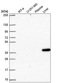 Anti-SPON2 antibody produced in rabbit Prestige Antibodies® Powered by Atlas Antibodies, affinity isolated antibody